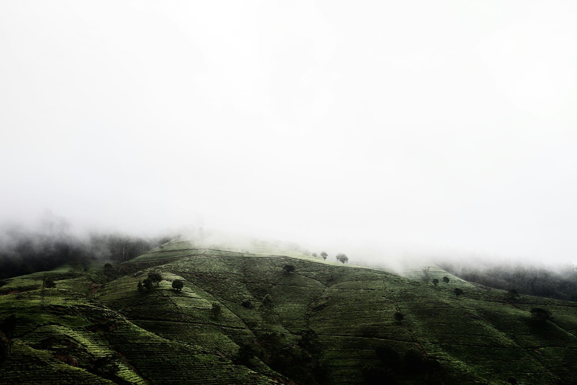 Mist drifting over green hills in the Sri Lankan highlands